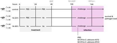 Candida albicans infection model in Drosophila melanogaster suggests a strain-specific virulent factor boosting a stormy innate immune response